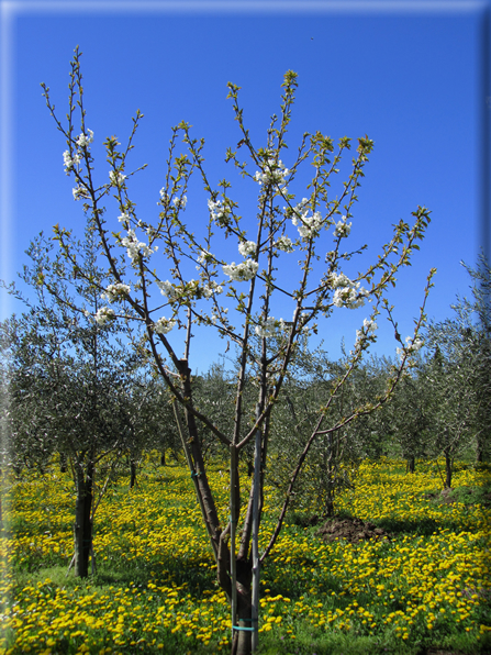 foto Paesaggi Collinari in Primavera